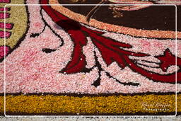 Infiorata of Genzano di Roma 2010 (1007)