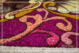 Infiorata von Genzano di Roma 2010 (1009)