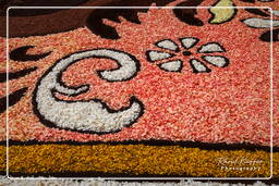 Infiorata von Genzano di Roma 2010 (1021)