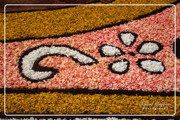 Infiorata of Genzano di Roma 2010 (1027)