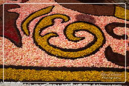 Infiorata de Genzano di Roma 2010 (1034)