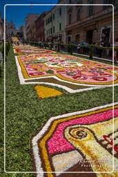 Infiorata di Genzano di Roma 2010 (1040)