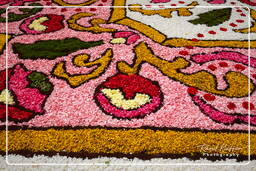 Infiorata von Genzano di Roma 2010 (1047)