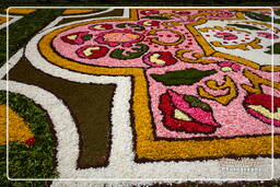 Infiorata of Genzano di Roma 2010 (1051)