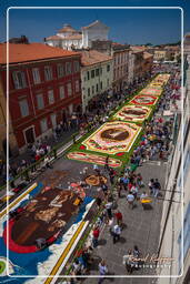 Infiorata di Genzano di Roma 2010 (1059)