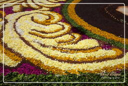 Infiorata von Genzano di Roma 2010 (1105)