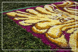 Infiorata of Genzano di Roma 2010 (1107)