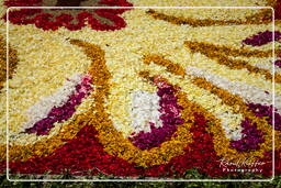 Infiorata of Genzano di Roma 2010 (1110)