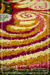 Infiorata von Genzano di Roma 2010 (1116)