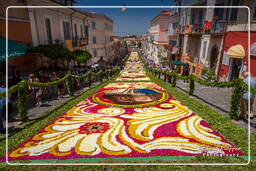 Infiorata de Genzano di Roma 2010 (1126)