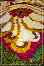 Infiorata of Genzano di Roma 2010 (1129)