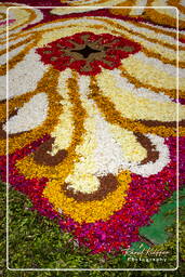 Infiorata di Genzano di Roma 2010 (1129)