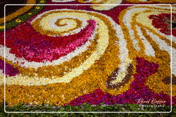 Infiorata of Genzano di Roma 2010 (1131)