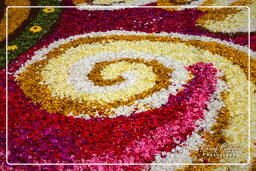 Infiorata di Genzano di Roma 2010 (1133)