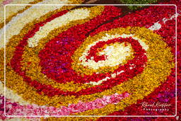 Infiorata di Genzano di Roma 2010 (1135)