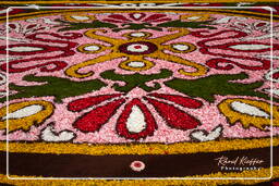 Infiorata di Genzano di Roma 2010 (1158)