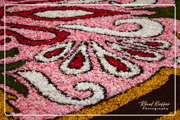 Infiorata di Genzano di Roma 2010 (1160)