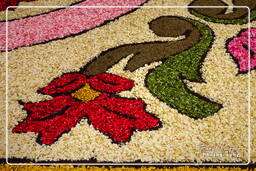 Infiorata de Genzano di Roma 2010 (1163)