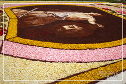 Infiorata di Genzano di Roma 2010 (1169)