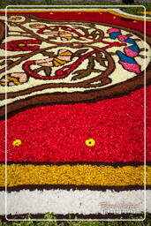 Infiorata di Genzano di Roma 2010 (1177)