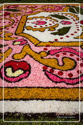 Infiorata of Genzano di Roma 2010 (1181)