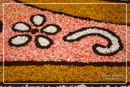 Infiorata di Genzano di Roma 2010 (1189)