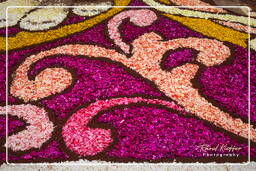 Infiorata de Genzano di Roma 2010 (1195)