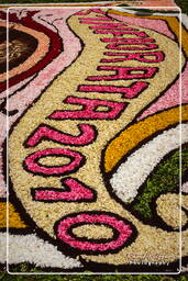 Infiorata di Genzano di Roma 2010 (1196)