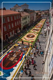 Infiorata de Genzano di Roma 2010 (1209)