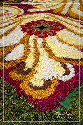 Infiorata di Genzano di Roma 2010 (1222)