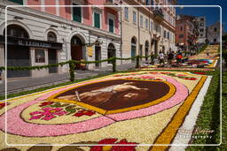 Infiorata von Genzano di Roma 2010 (1233)