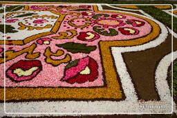 Infiorata di Genzano di Roma 2010 (1235)