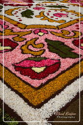 Infiorata de Genzano di Roma 2010 (1237)