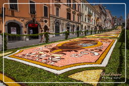 Infiorata von Genzano di Roma 2010 (1244)