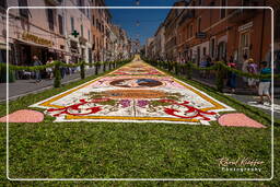 Infiorata de Genzano di Roma 2010 (1246)