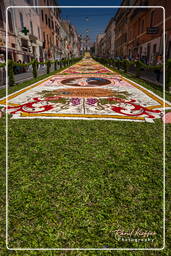 Infiorata de Genzano di Roma 2010 (1252)