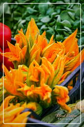 Campo dei Fiori (19) Marché - Fleurs de courgettes