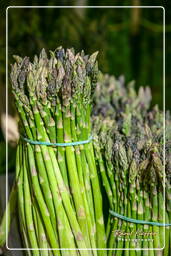 Campo dei Fiori (26) Markt - Asparagi verdi