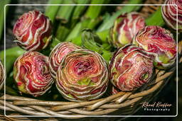 Campo dei Fiori (30) Market - Artichokes