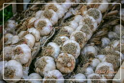 Market - Garlic, Campo dei Fiori (54)