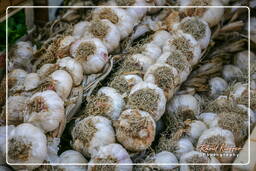 Campo dei Fiori (54) Market - Garlic