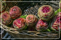 Campo dei Fiori (65) Market - Artichokes