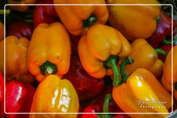 Market - Peppers, Campo dei Fiori (69)