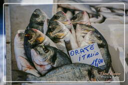 Market - Fishes, Campo dei Fiori (74)