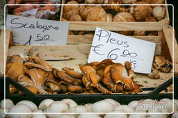 Campo dei Fiori (75) Market - Oyster mushrooms