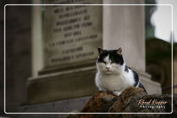 Friedhof Campo Verano (33)