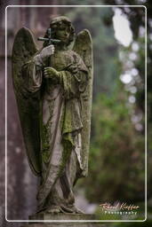 Cimitero Comunale Monumentale Campo Verano (102)