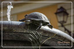 Fontana delle Tartarughe (18)