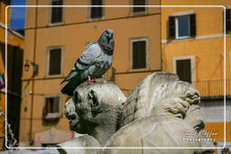 Piazza della Rotonda (21)