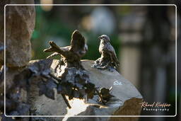 Cementerio Protestante (4)